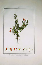 Redouté pelargonium crifpum - redoutÉ.,