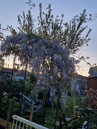 Graines glycine - de,