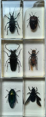 Lot grands insectes - grands,