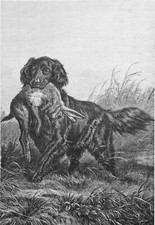 GRAND ÉPAGNEUL FRANÇAIS