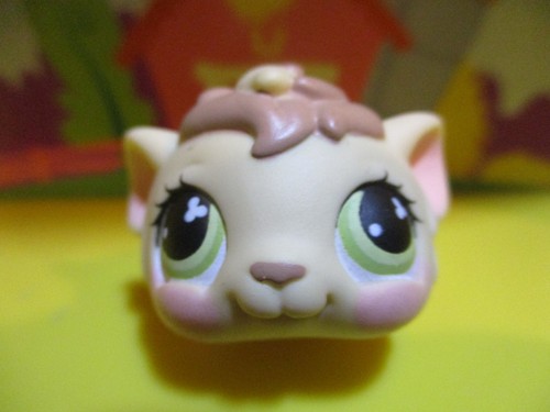 Petshop cochon inde - petshop, d'inde