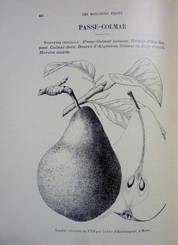 Horticulture pomologie les - pomologie,