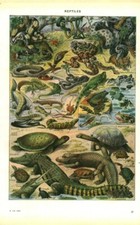 Document ancien reptiles issu