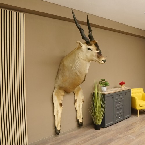 éland commun tragelaphus - commun, (tragelaphus
