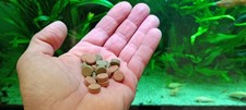 Nourriture Pour Poisson