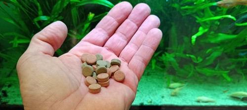 Nourriture pour poisson - pour,