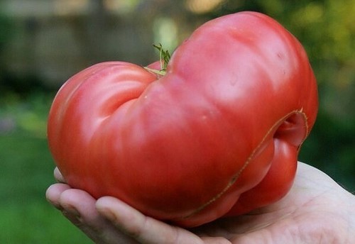 Graines tomate aussie - tomate,