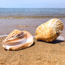 Ellobium Coque Conque Ornement