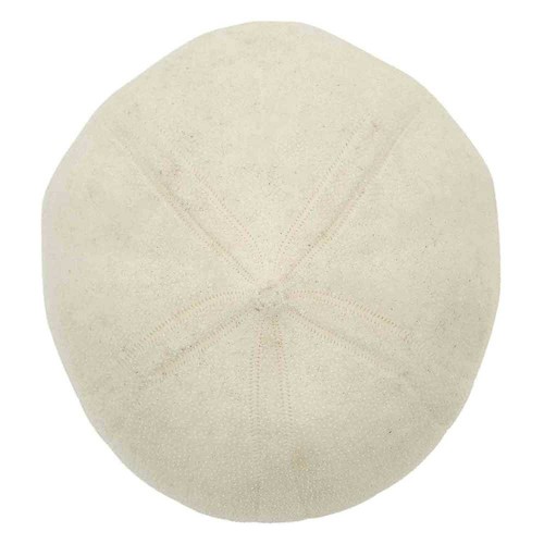 Test oursin blanc metalia - test,