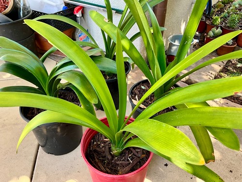 Live mature clivia miniata - mature,