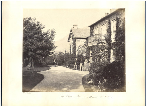 Collodion plas celyn - celyn, wales
