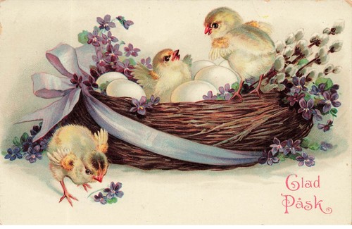 Easter glad pask chicks in - glad,