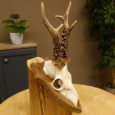 Chevreuil Ancien Bock Bois de Cervidés Sur Plaquette Trophée 603.243