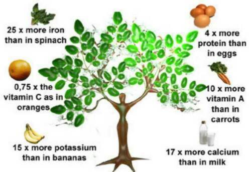 Moringa oleifera arbre de - oleifera,