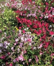 ♫ TABAC Ailé 'Tout