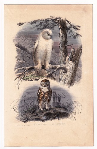 Harfang des neiges chevêche - harfang,