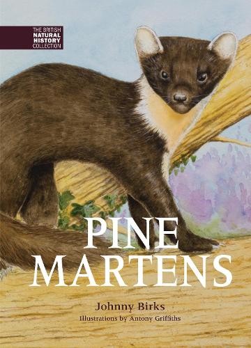 Johnny birks pine martens - johnny,