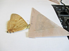 Entomologie Morphinae Morpho