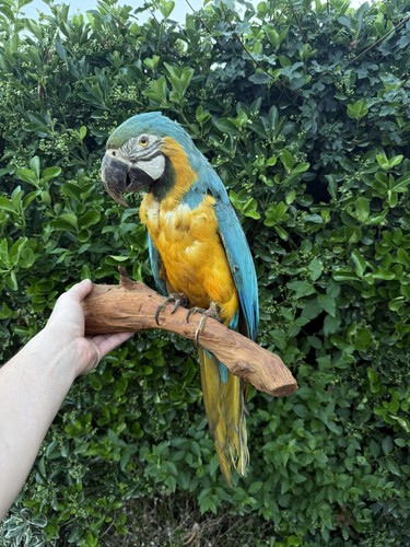 Très rare taxidermie - très,