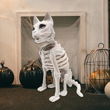 Squelette de Chat Réaliste