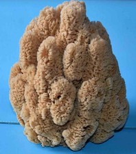 COQUILLAGES -EPONGES DE