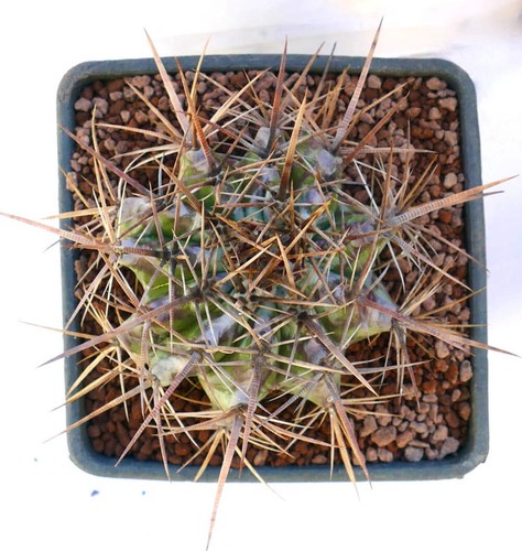 Echinocactus ingens - q3,