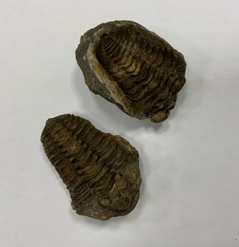 Fossile trilobite - fossile,