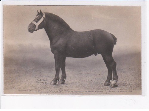 Mamers cheval kisu étalon - mamers:, cheval,