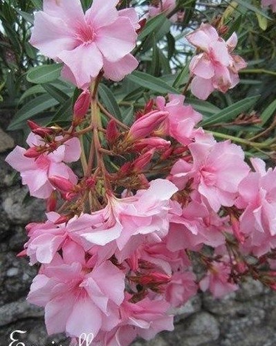 Laurier rustique rose - rustique,