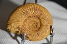 RARE ammonite Kranaosphinctes subevolutus Madagascar