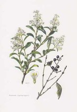 Le Troène - Ligustrum Vulgare