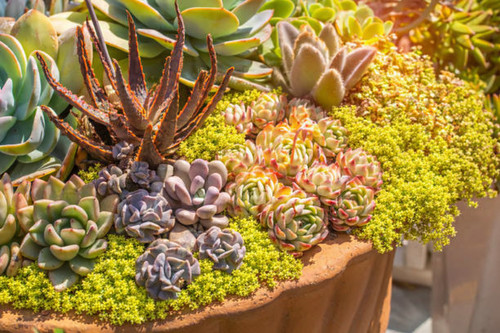 100 succulentes sedums - 100,