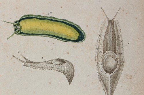 Molluscs engraving animal - molluscs,