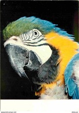 Animaux - Oiseaux - Perroquets Ara Ararauna - Parrots - CPM - Carte Neuve - Voir