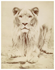 Ottomar Anschütz, Animal Study, Lion vintage albumen print Tirage albuminé  
