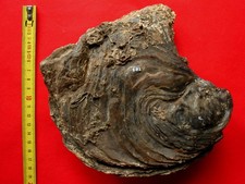 Enorme huitre fossile de l'Aptien : Ostrea aquila Brongniart, 1822