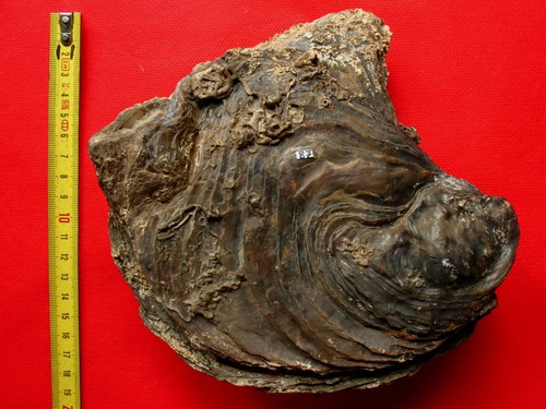 Enorme huitre fossile - , de
