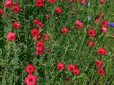 Lin Annuel Rouge 100 Graines