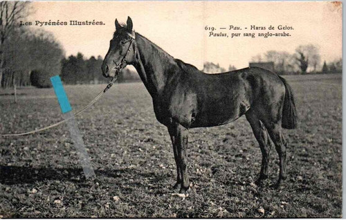 18234 pau haras - --, gelos