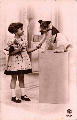 Cpa fox terrier with - fox, a