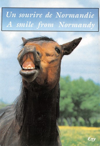 Humour cheval de - 76-humour,