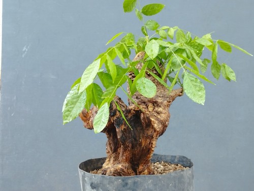 Bonsaï glycine cm en - bonsaï, 30