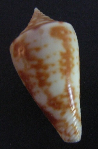 Conus conasprella dictator - conus,
