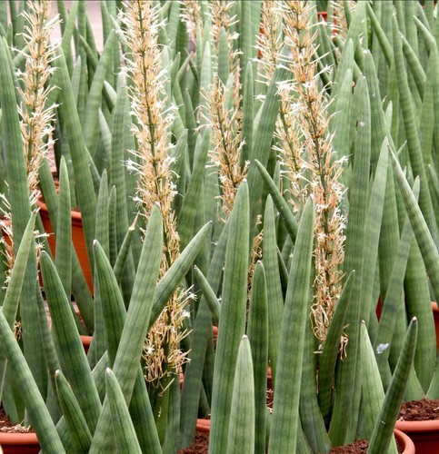 Sansevieria cylindrica - ,