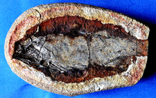 Joli  Pteronisculus  poisson fossile Z10BT fish fossil Eotrias Madagascar NW