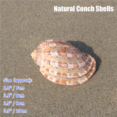 Naturel conque coquillages - naturel,