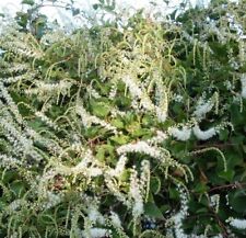 5 Bulbes / tubercules de Boussingaultia, dit "Vigne ou liane de Madère"