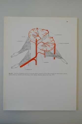 Planche anatomie humaine - planche,