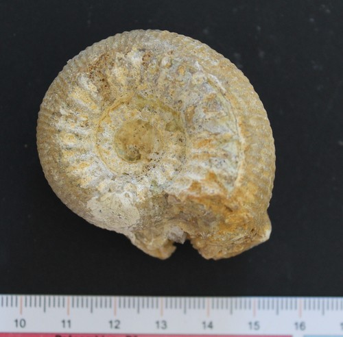 Ammonite fossile bajocien - ammonite,