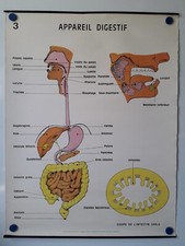 PLANCHE DE MEDECINE APPAREIL DIGESTIF No3/8 VINTAGE 60'S FRANCE-PARIS (3.3.8)